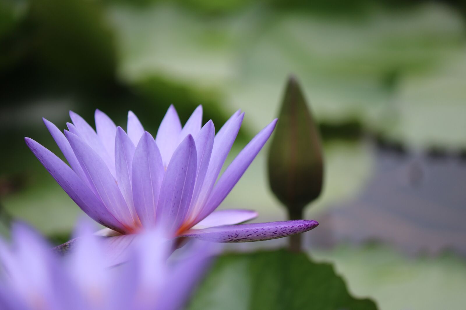 Canon EOS 750D (EOS Rebel T6i / EOS Kiss X8i) + Canon EF-S 55-250mm F4-5.6 IS II sample photo. Flower, lotus, petals photography
