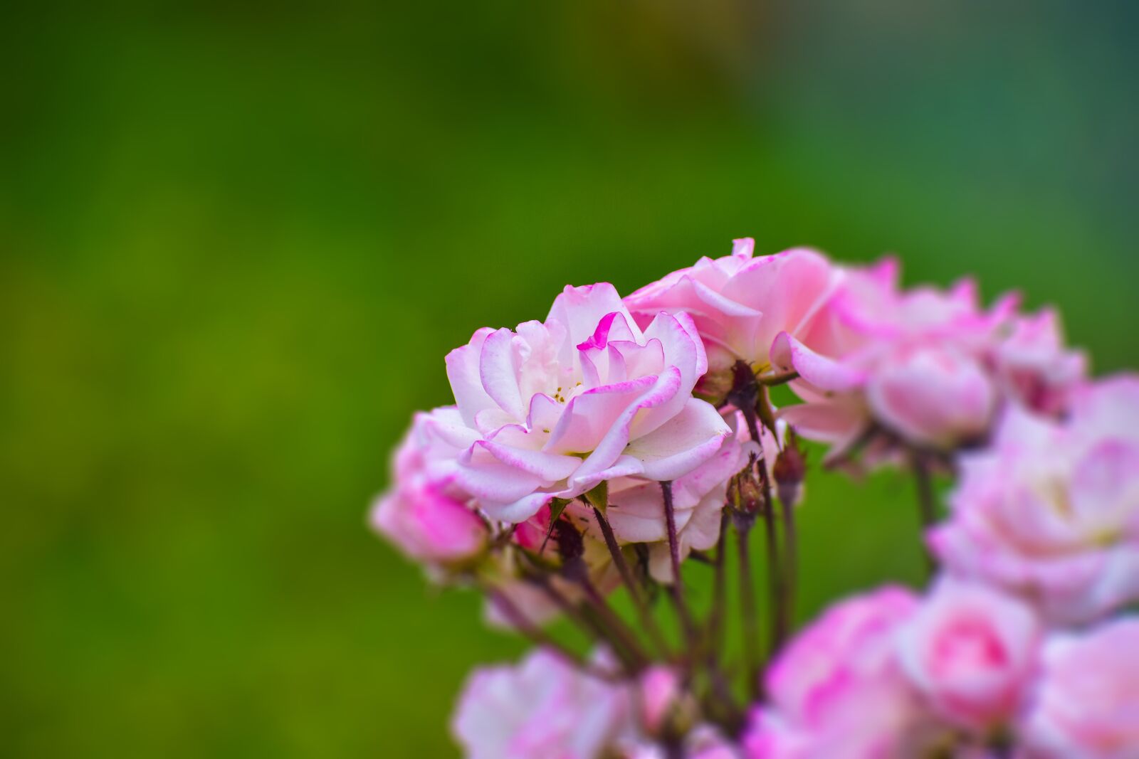 Nikon D3400 sample photo. Rosa, bella, flower photography