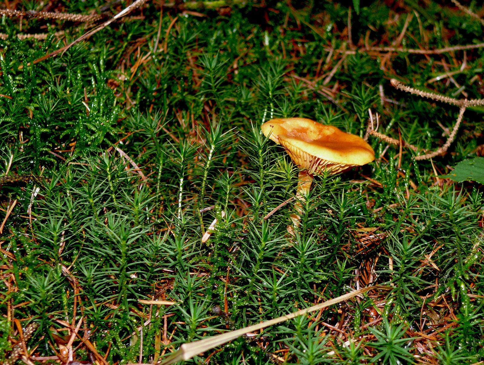 Panasonic DMC-FZ50 sample photo. Forest floor, mushroom, moss photography