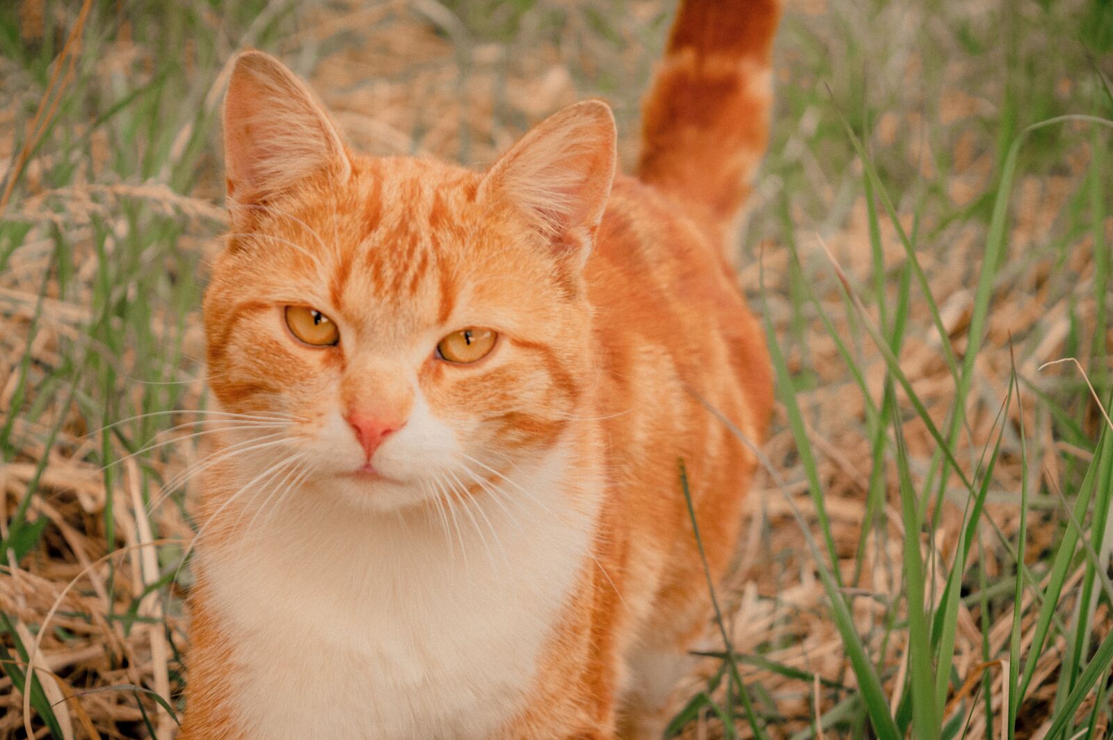 Nikon D3200 sample photo. Redhead, cat, saffron milk photography