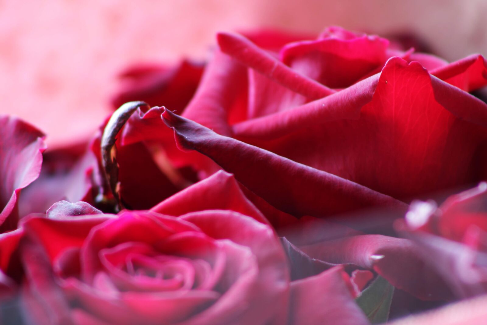 Canon EOS 2000D (EOS Rebel T7 / EOS Kiss X90 / EOS 1500D) sample photo. Red rose, rose, flower photography