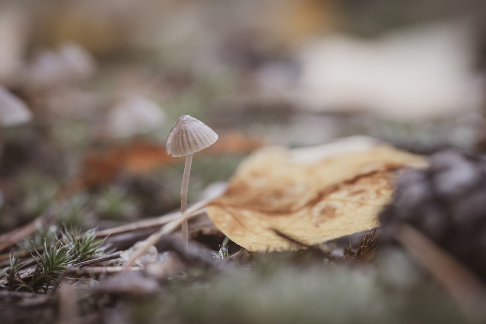 Canon EOS 6D Mark II sample photo. Autumn, fall, october photography