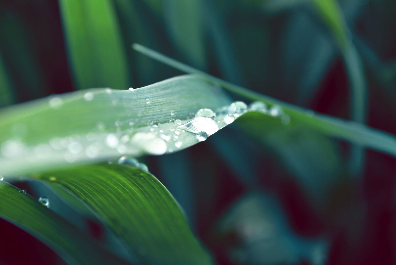Nikon D3000 sample photo. Just add water, plant photography