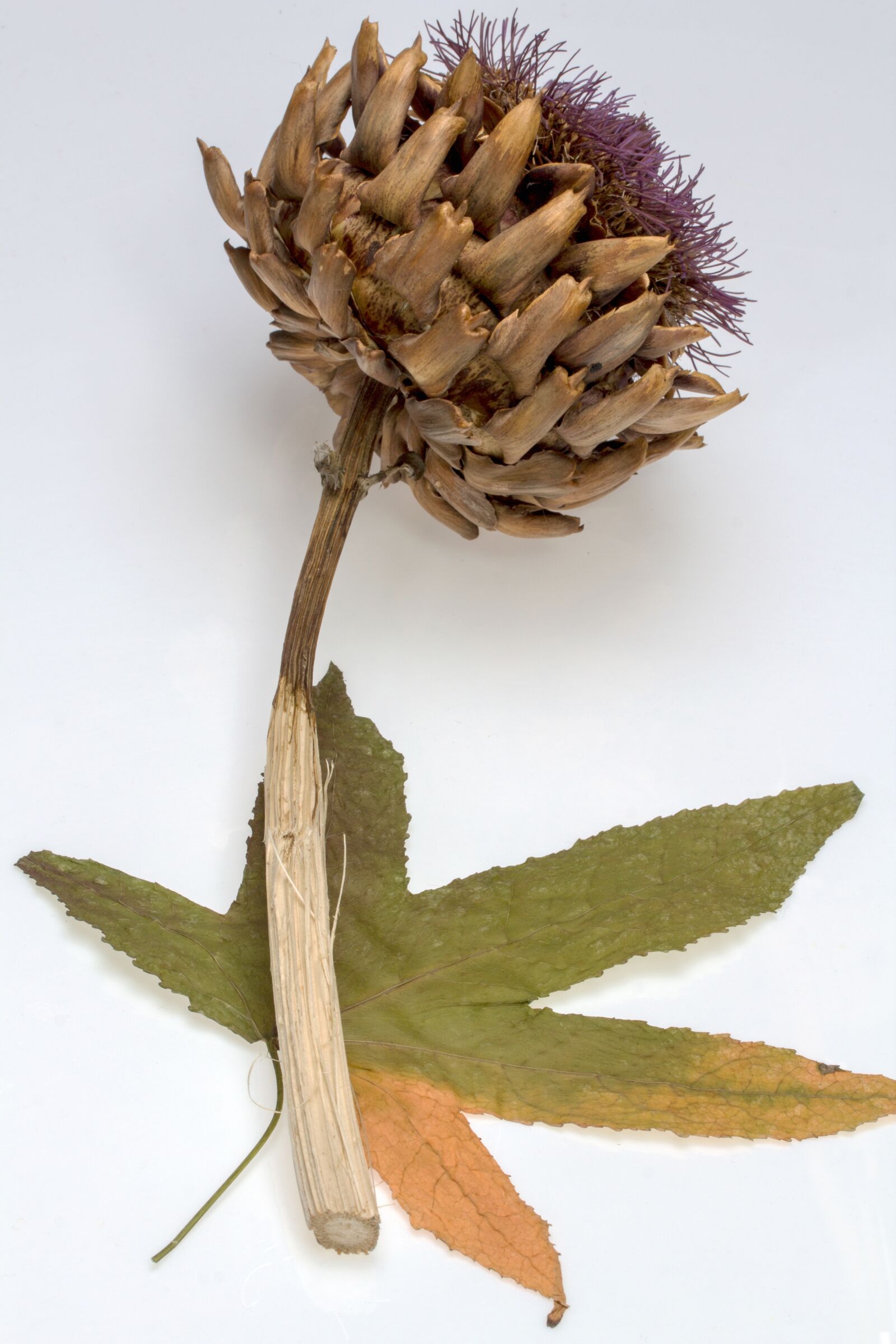Canon EF-S 60mm F2.8 Macro USM sample photo. Thistle, dry, leaf photography