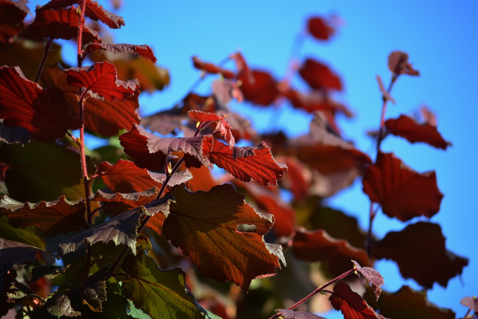 Nikon D5200 sample photo. Bush, hazel, leaves photography
