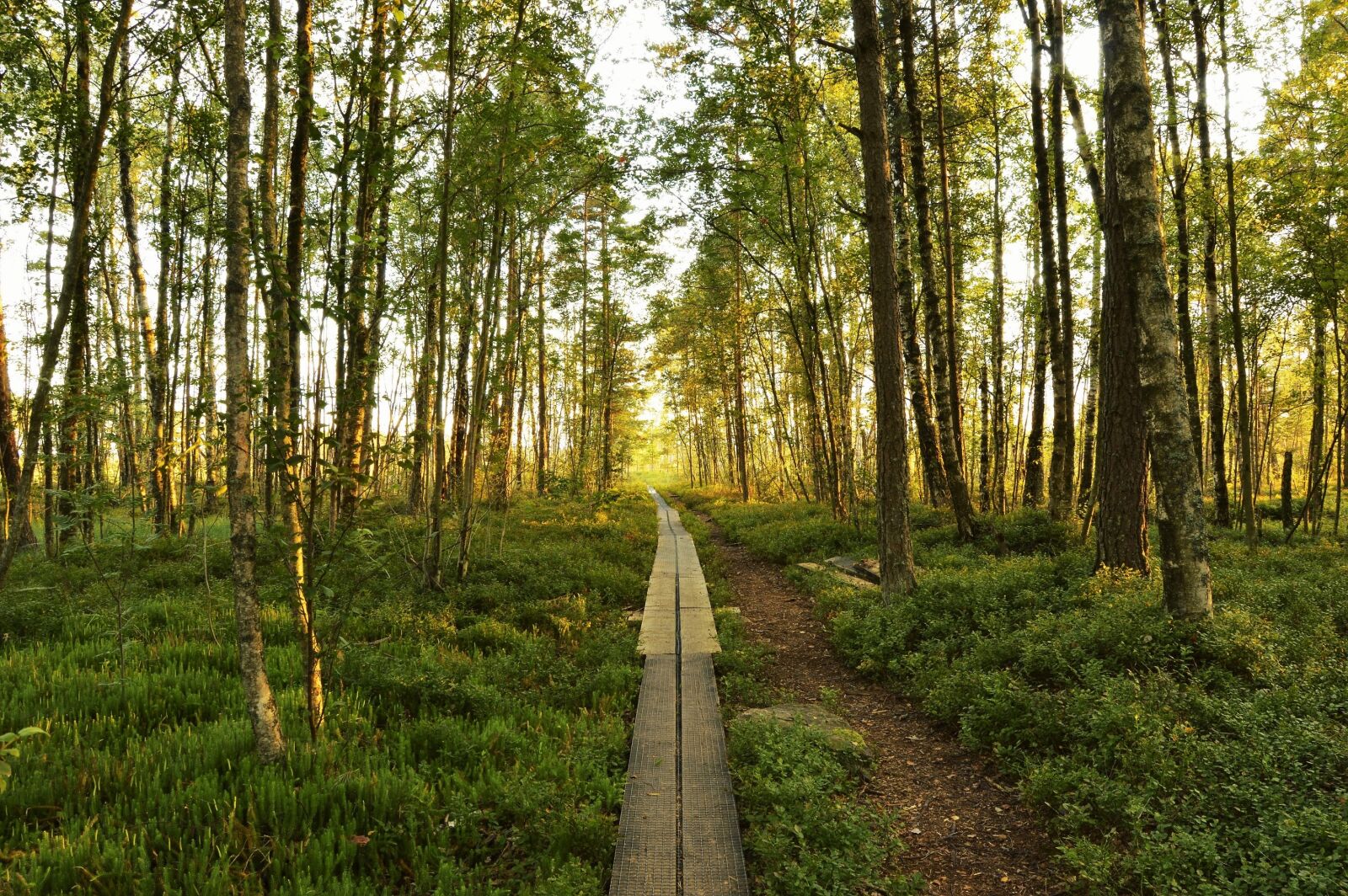 Nikon D3200 sample photo. Forest, tree, summer photography