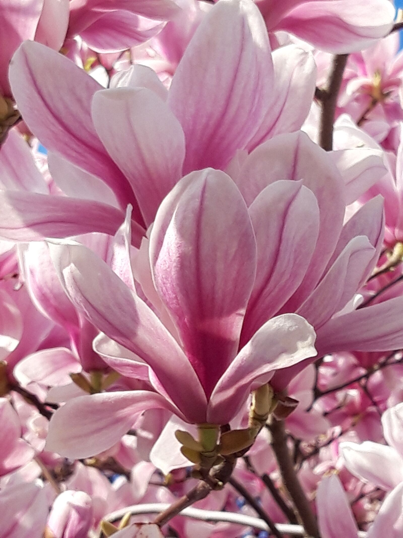 Samsung Galaxy A6 sample photo. Blossom, bloom, spring photography