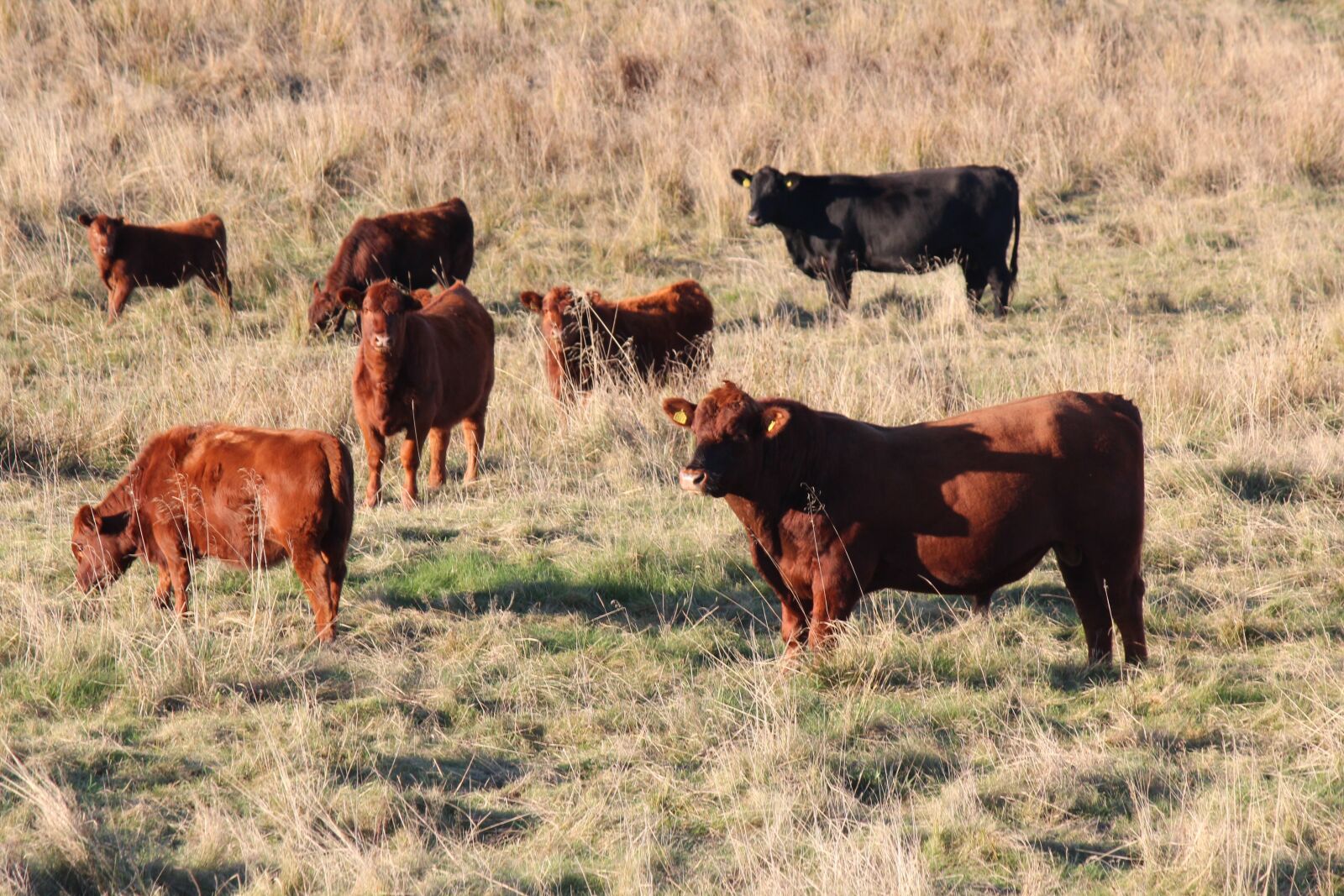 Canon EF-S 55-250mm F4-5.6 IS II sample photo. Cows, bull, hage photography