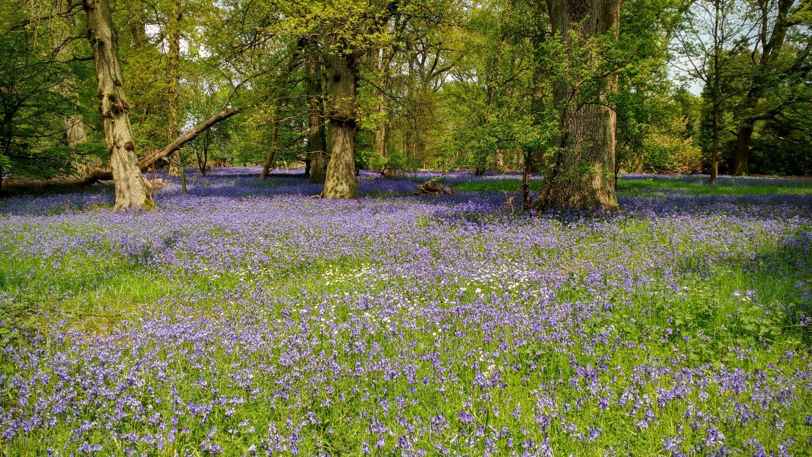 Motorola MotoG3 sample photo. Bluebells, woods, woodland photography