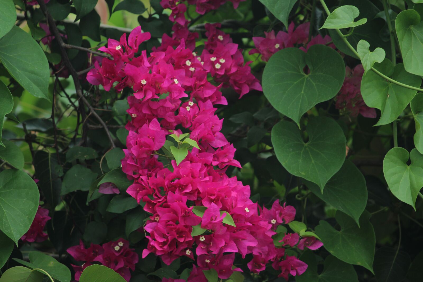 Canon EOS 1200D (EOS Rebel T5 / EOS Kiss X70 / EOS Hi) sample photo. Bougainvillea, bloom, pink photography