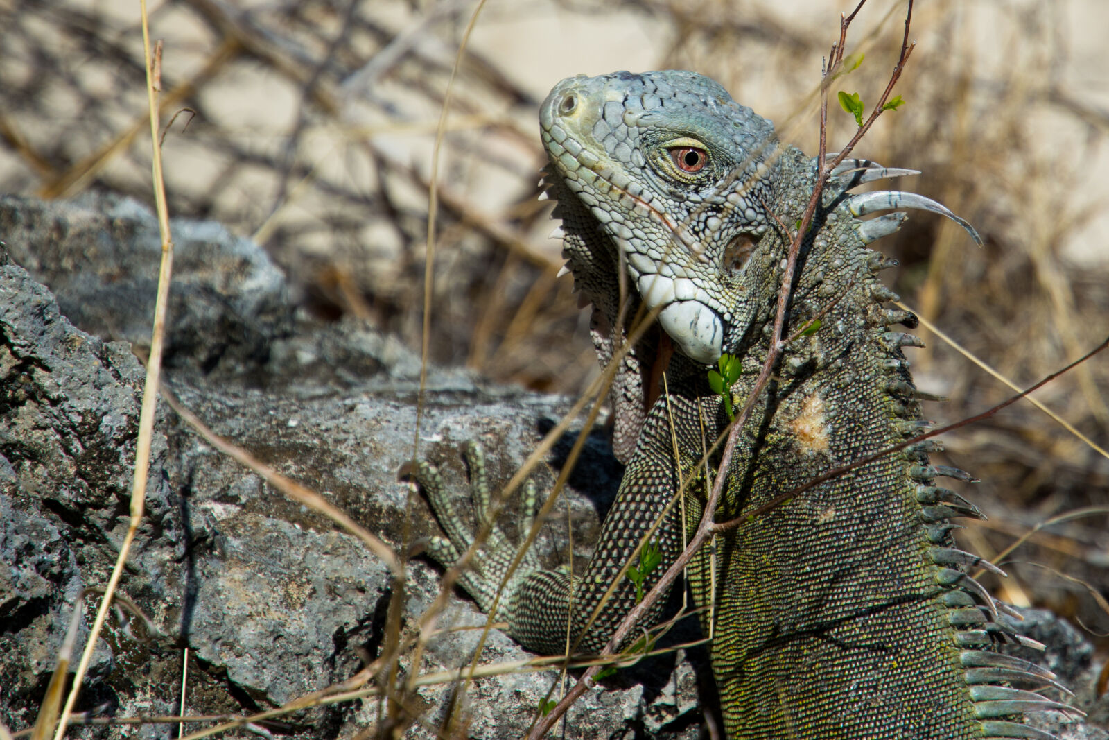Nikon AF-S DX Nikkor 16-85mm F3.5-5.6G ED VR sample photo. Animal, lizard, iguana photography