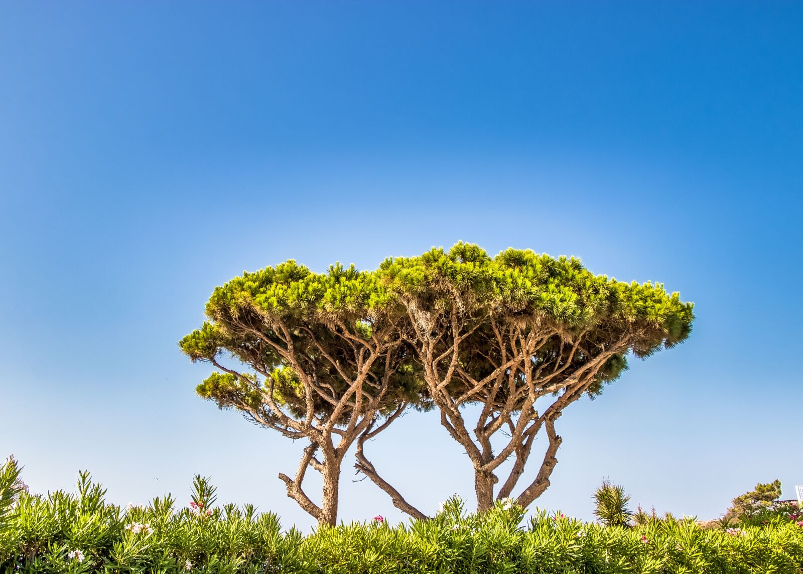 Canon EOS 80D sample photo. Portugal, tree, landscape photography