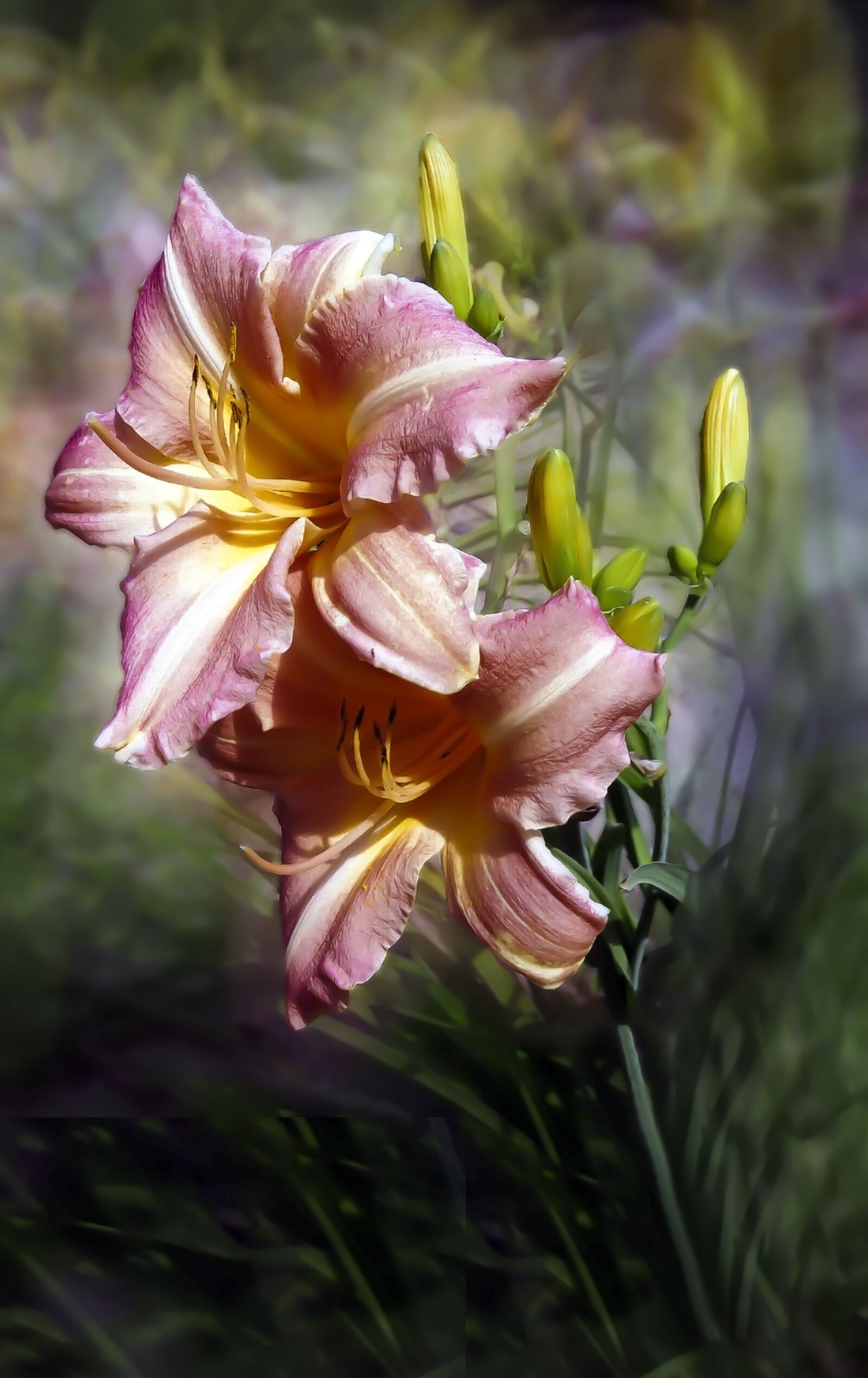 Sony DSC-HX50 sample photo. Flower, flowers, nature photography