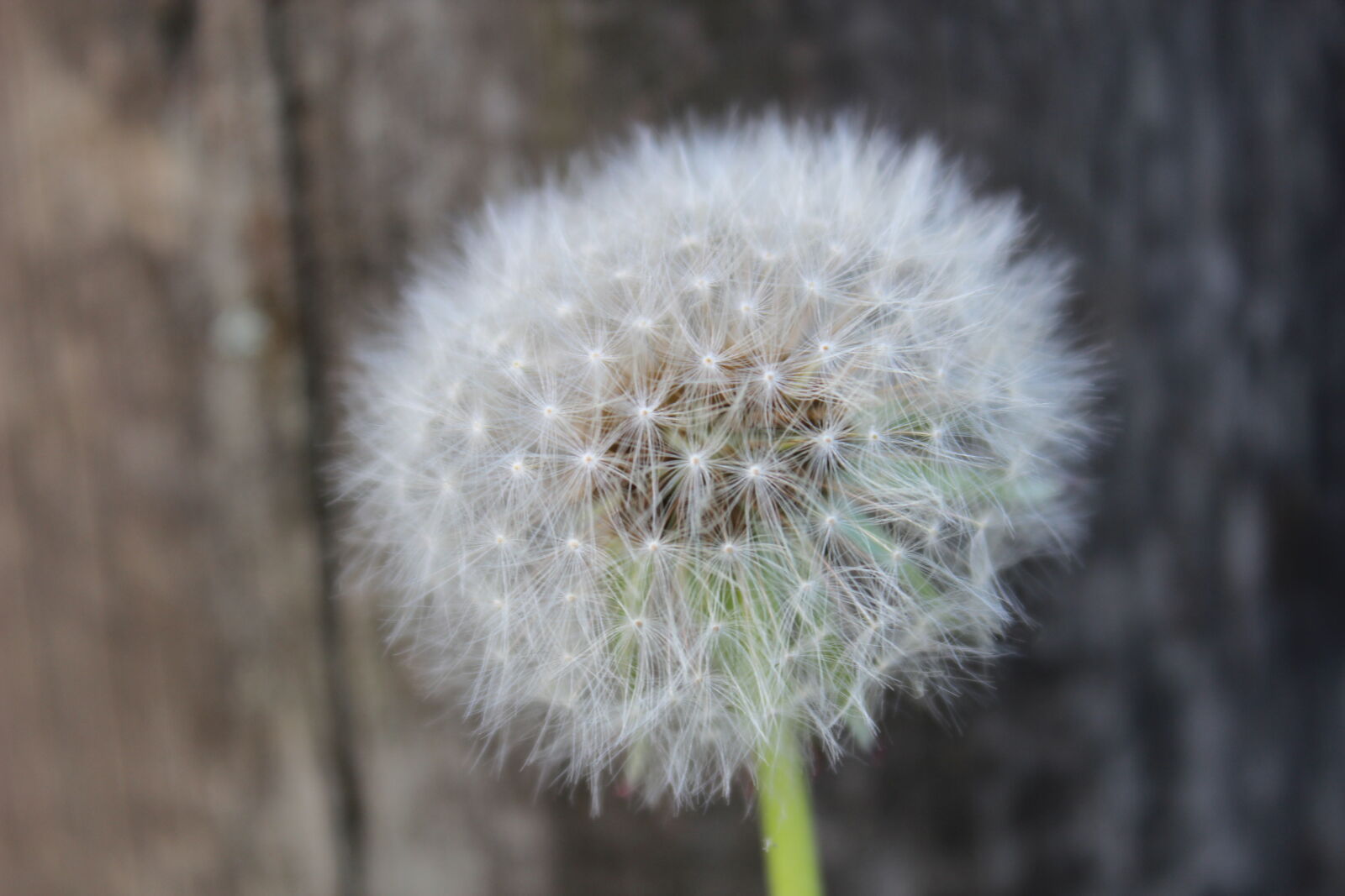 Canon EOS 600D (Rebel EOS T3i / EOS Kiss X5) sample photo. Dandelion, flower photography