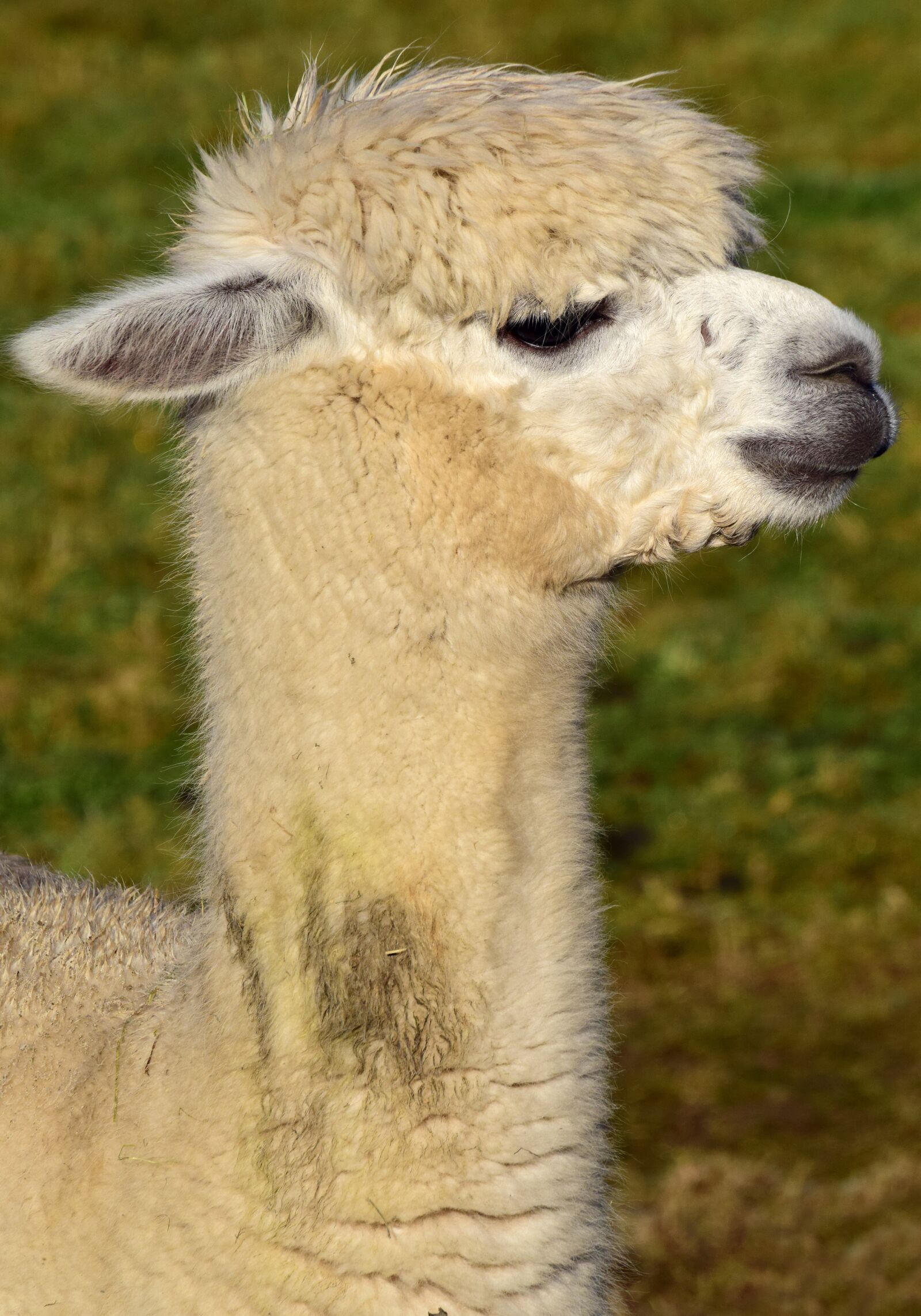 Nikon D3300 sample photo. Alpaca, mammal, animal photography