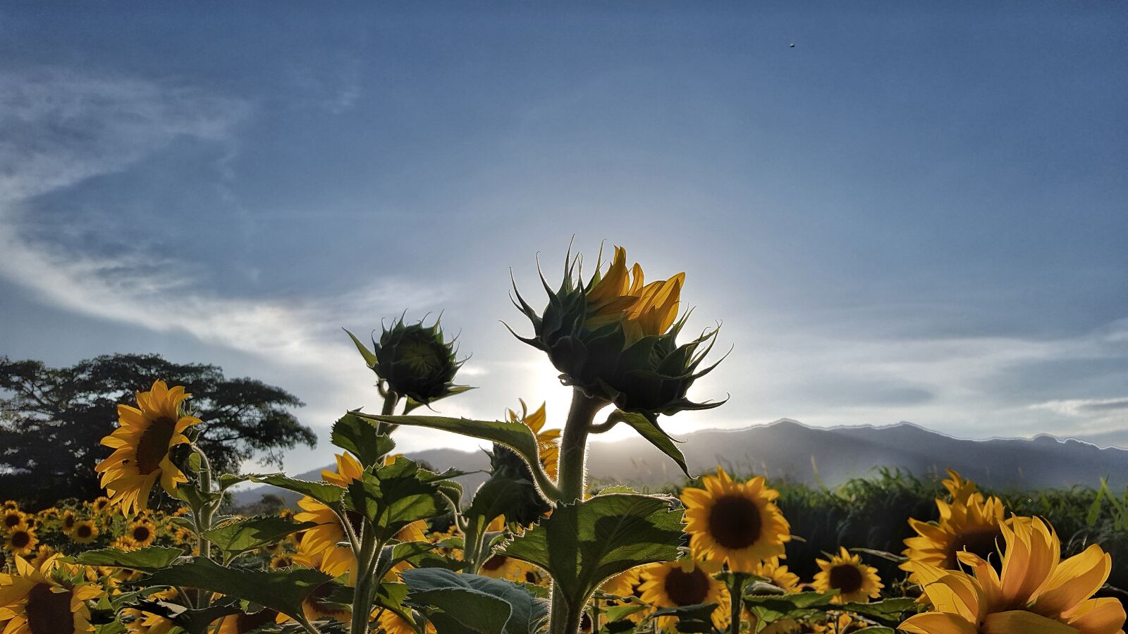 Samsung Galaxy S6 sample photo. Field, honduras, sun, sunflower photography