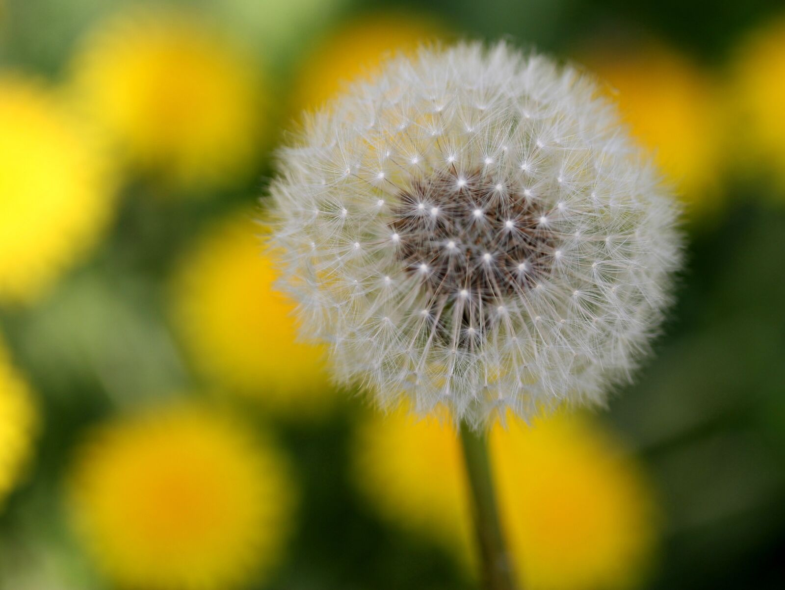 Canon EF-S 60mm F2.8 Macro USM sample photo. Dandelion, down, yellow photography