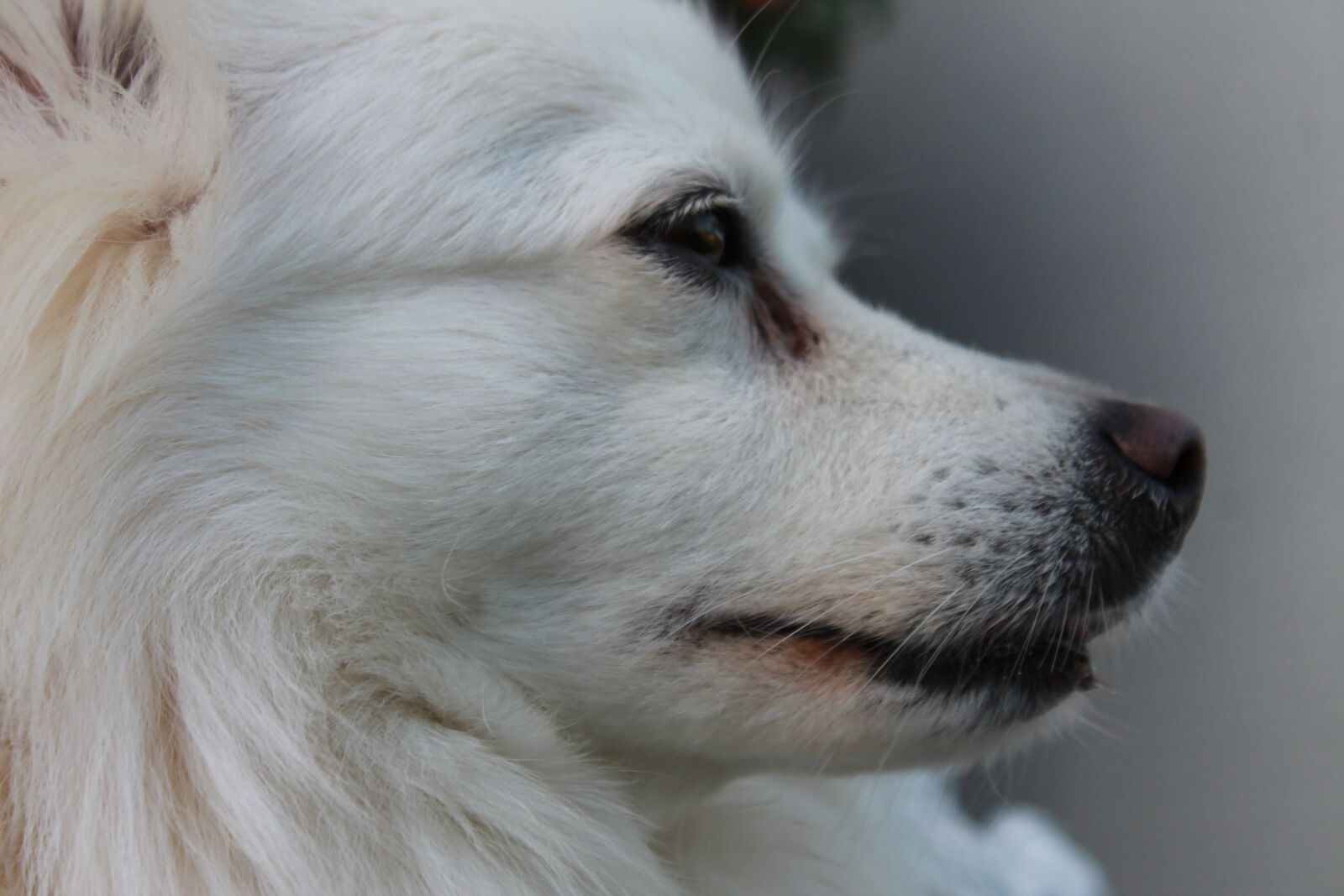 Canon EOS 1100D (EOS Rebel T3 / EOS Kiss X50) sample photo. Dog, pointed, dwarf spitz photography