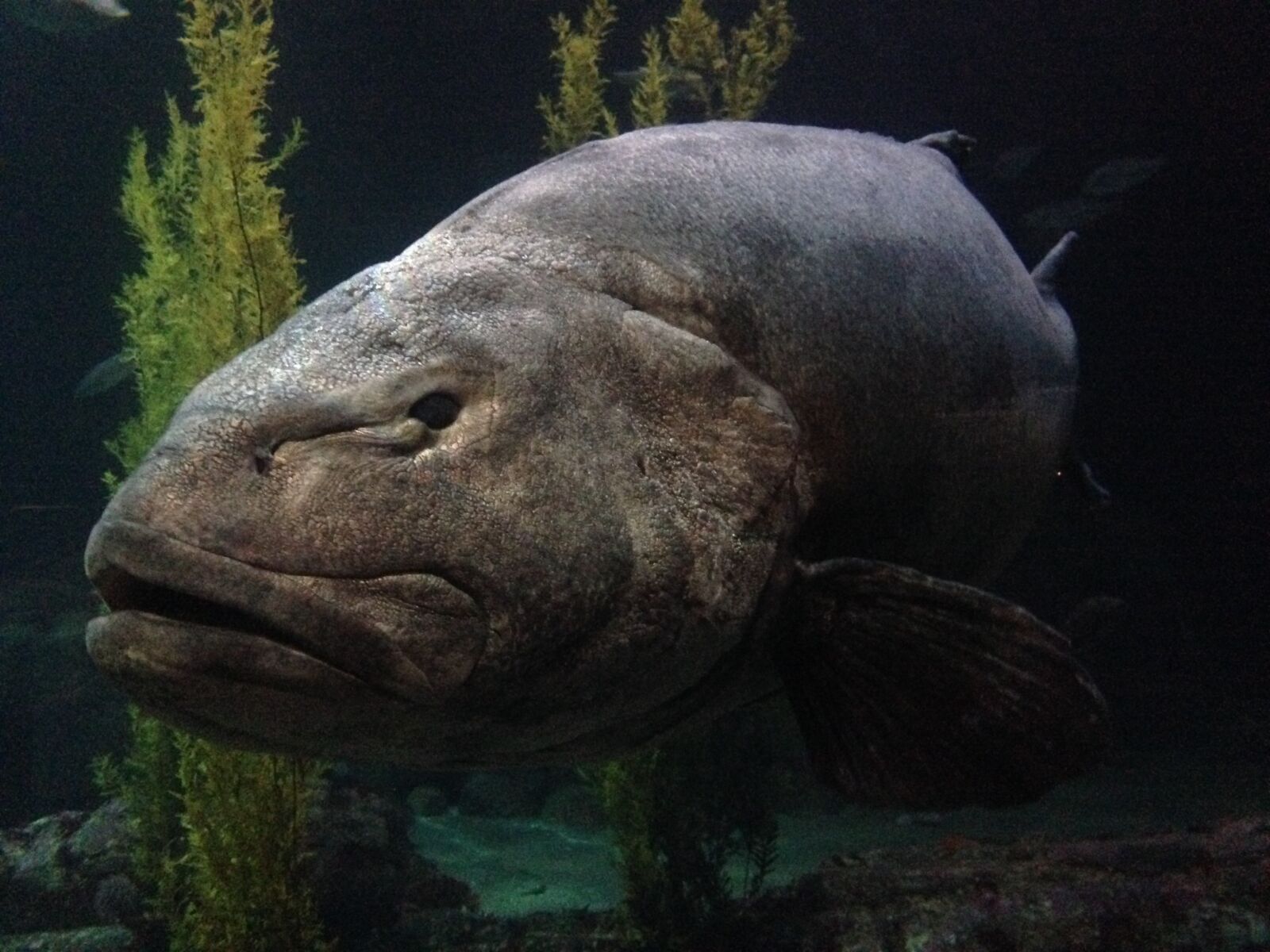 iPhone 5 back camera 4.12mm f/2.4 sample photo. Aquarium, fish, ugly, uglyfish photography
