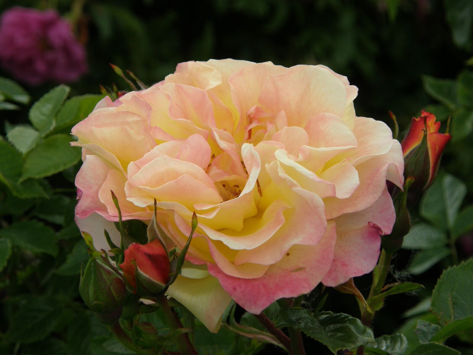 Olympus SP550UZ sample photo. Flower, rose, plant photography