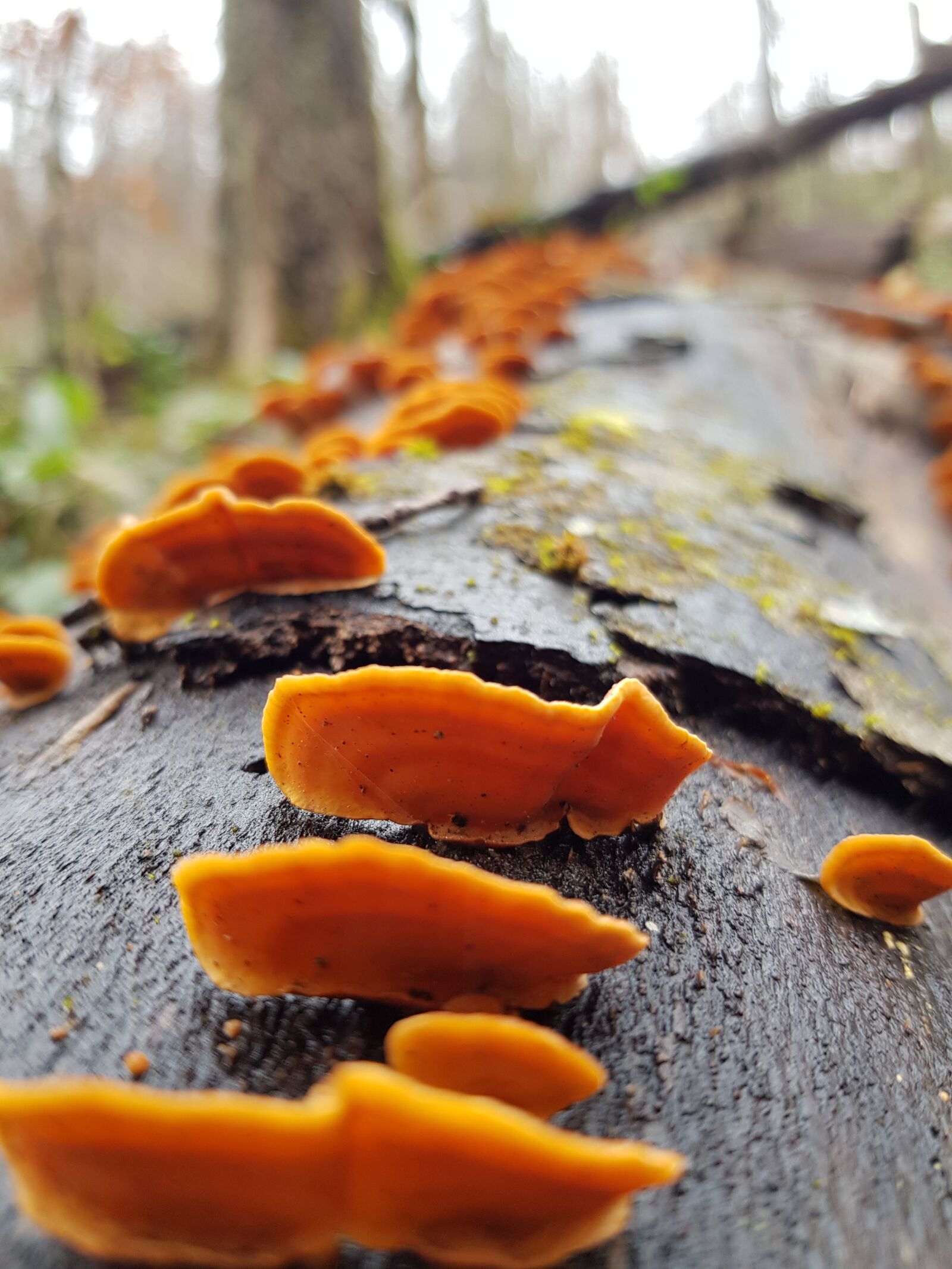 Samsung Galaxy S8 sample photo. Forest, mushrooms, mushroom photography