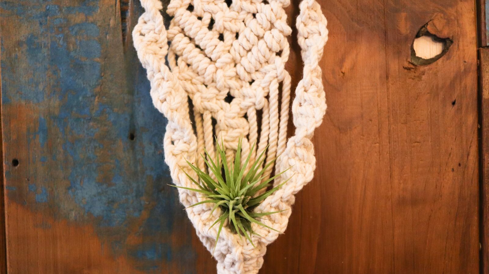 Canon EF-S 24mm F2.8 STM sample photo. Tillandsia ionantha, n ltillandsia photography