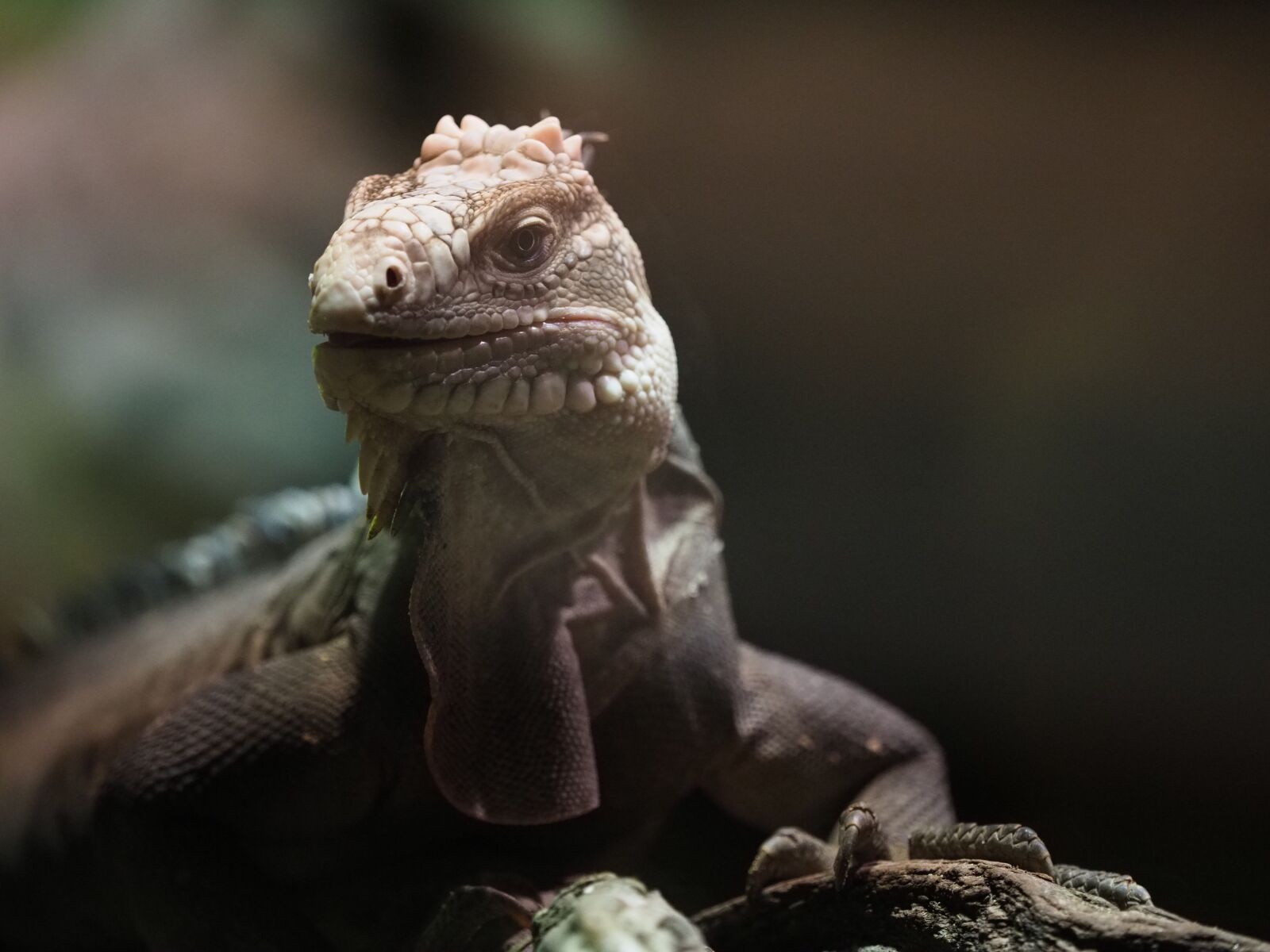 Olympus OM-D E-M1 Mark II + Olympus M.Zuiko Digital ED 40-150mm F2.8 Pro sample photo. Animal, reptile, varan photography
