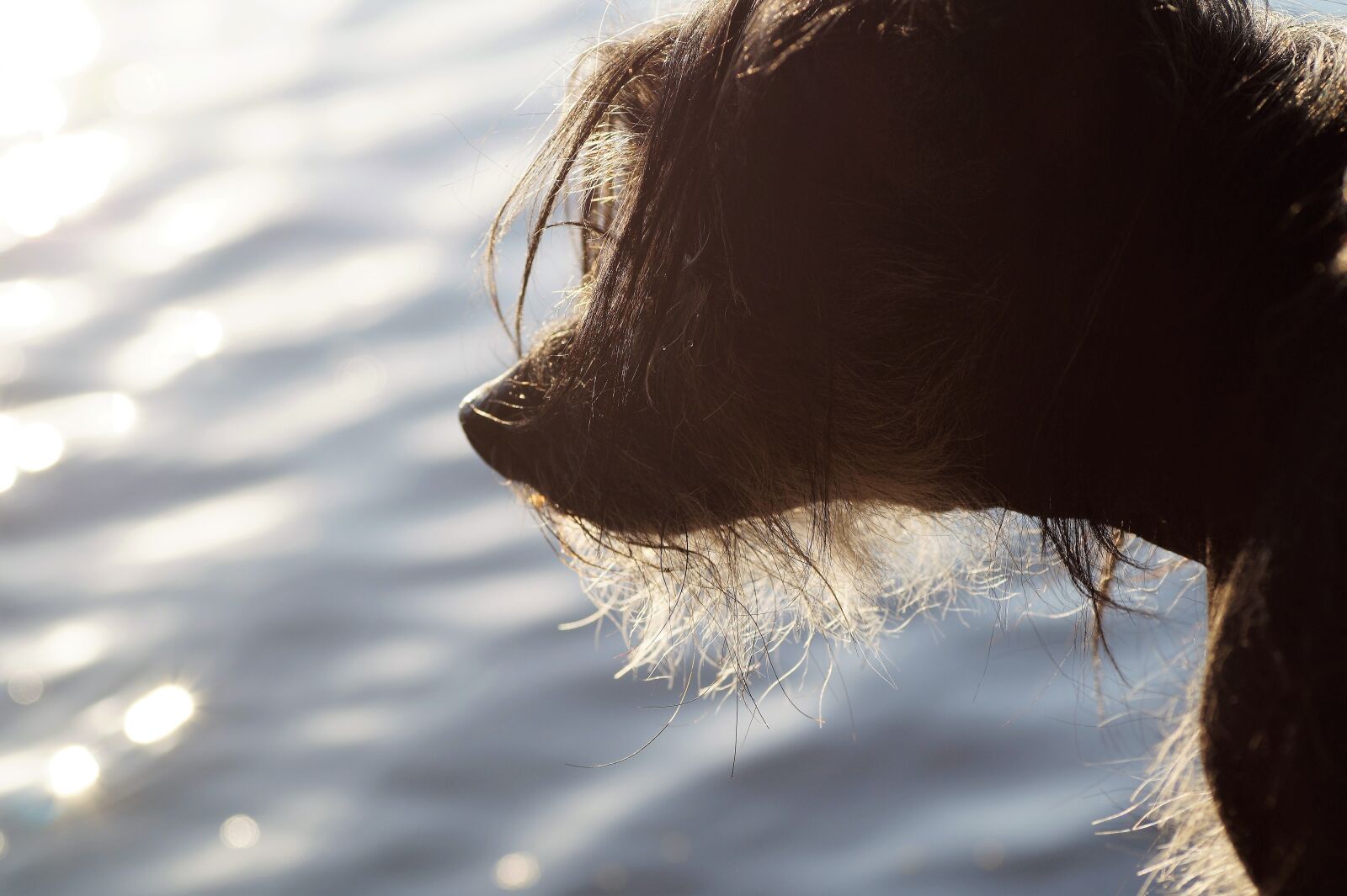 Sony SLT-A58 sample photo. Dog, head, animal photography