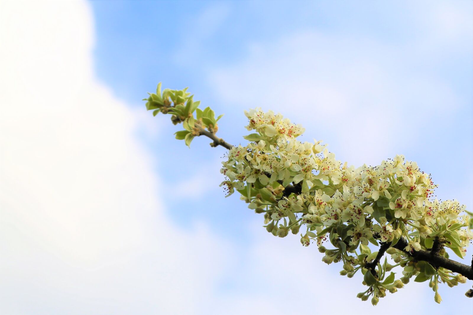 Canon EOS 5D Mark III sample photo. Flower, nature, branch photography