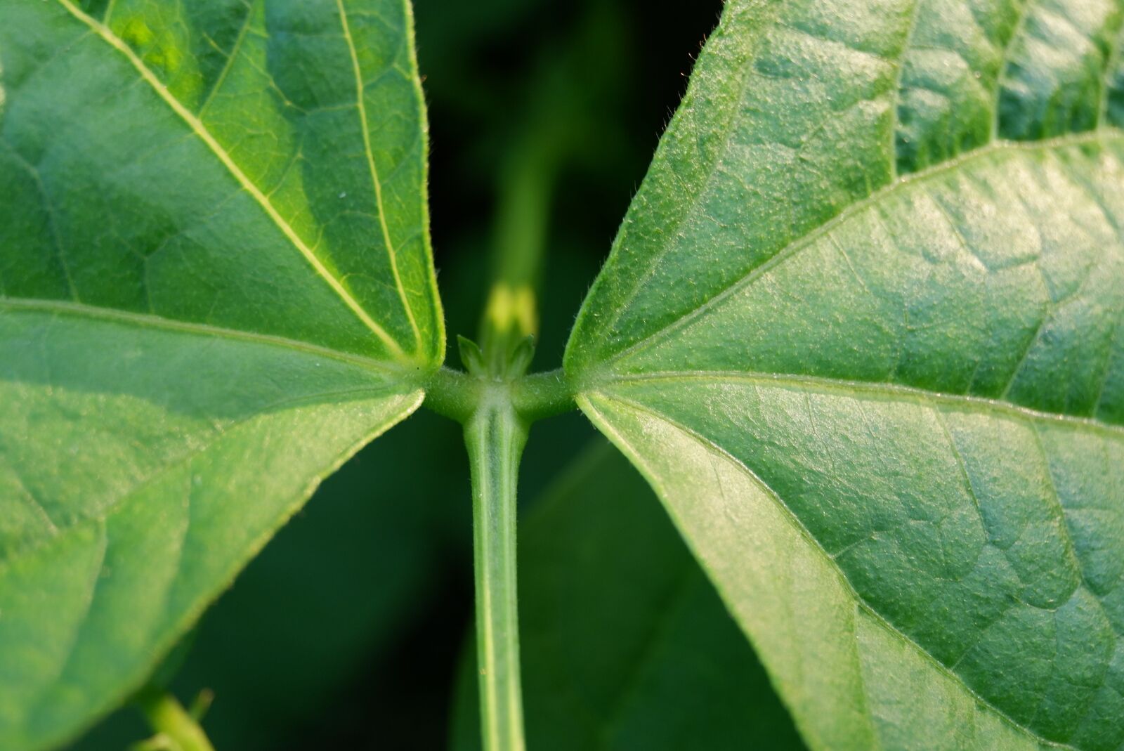 Fujifilm X-A3 + Fujifilm XC 16-50mm F3.5-5.6 OIS II sample photo. Bush bean, leaf, bean photography