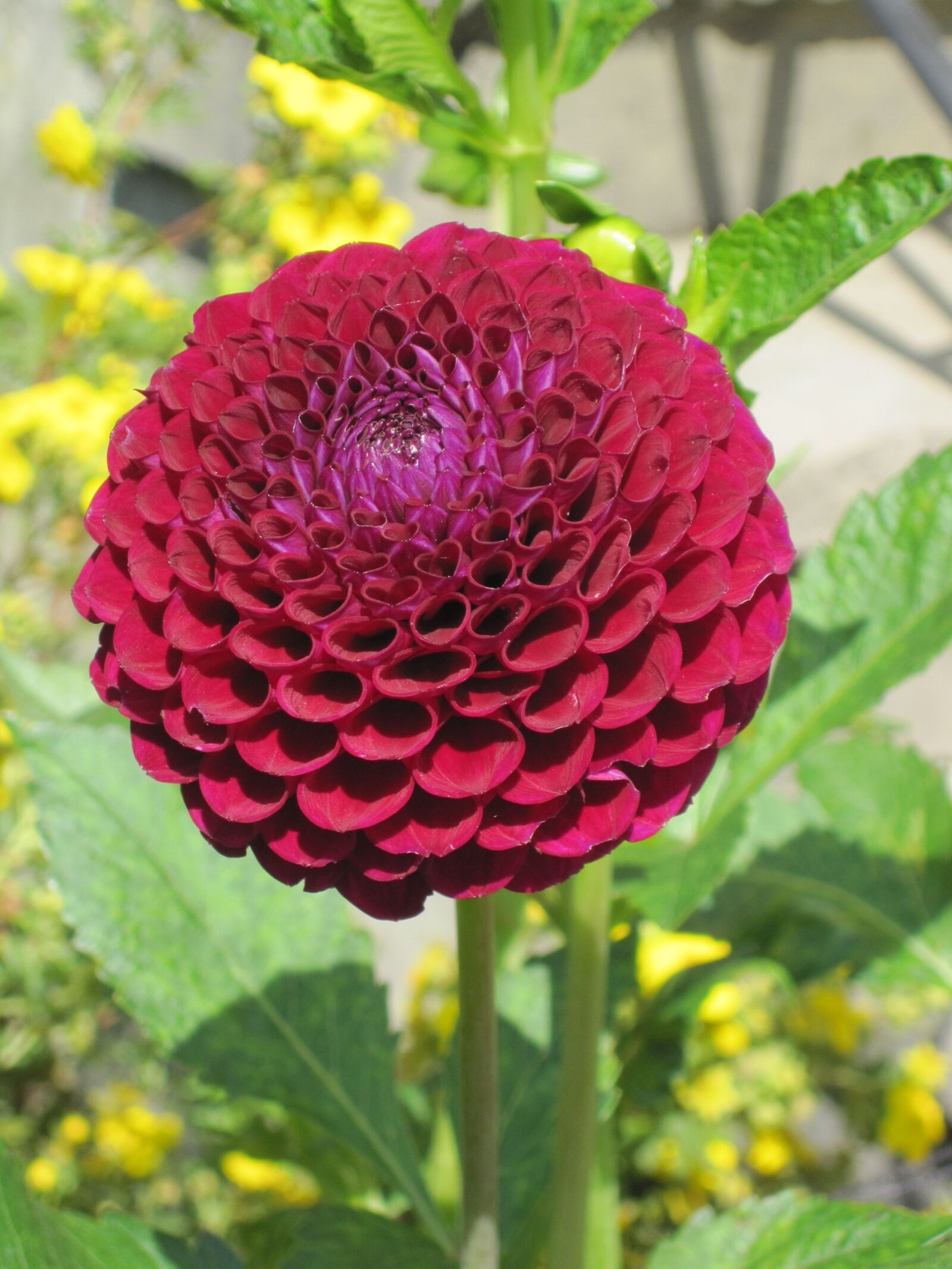 Canon PowerShot SD1200 IS (Digital IXUS 95 IS / IXY Digital 110 IS) sample photo. Flower, red, garden photography