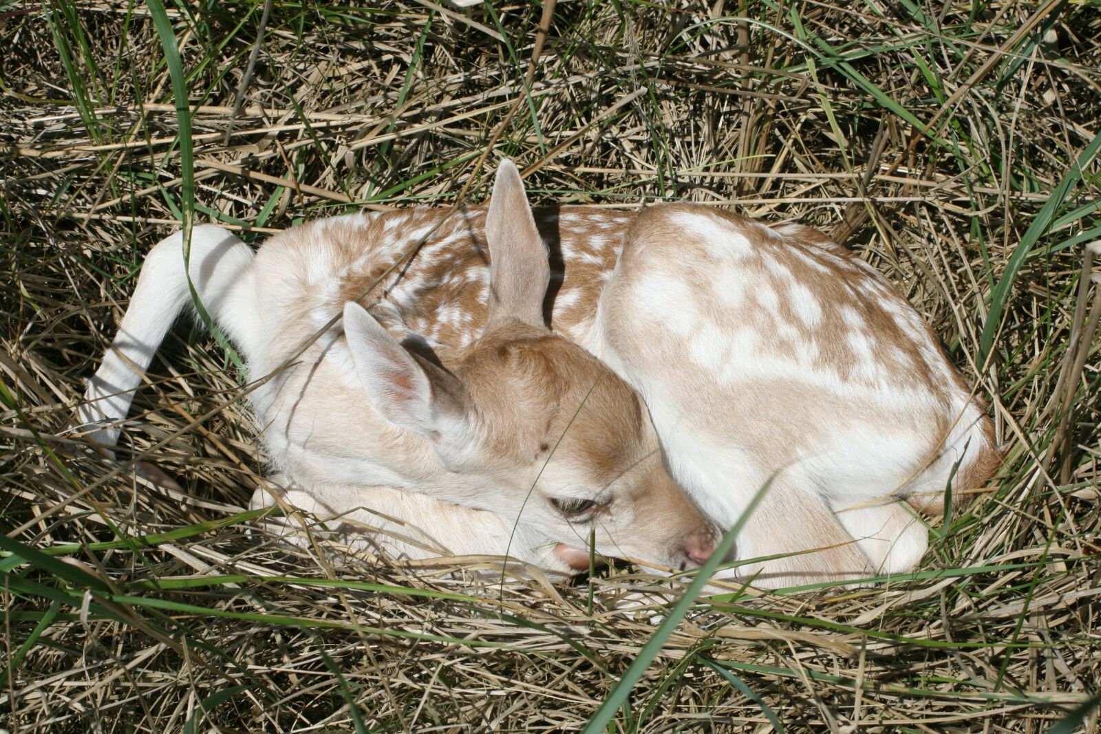 Canon EOS 400D (EOS Digital Rebel XTi / EOS Kiss Digital X) sample photo. Fallow deer, baby, kitz photography
