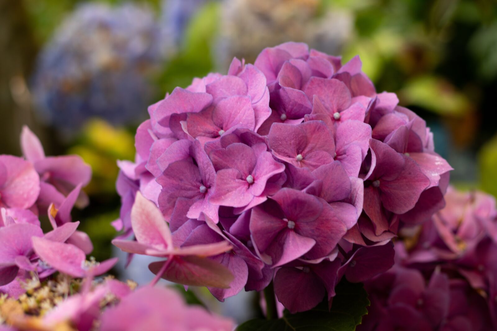 Canon EOS 7D Mark II sample photo. Hydrangea, flower, garden photography