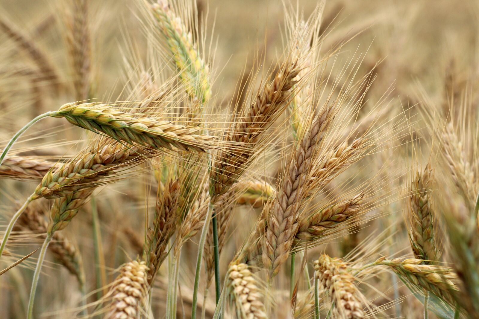 Canon EOS 1200D (EOS Rebel T5 / EOS Kiss X70 / EOS Hi) sample photo. Barley, corn, maturation photography