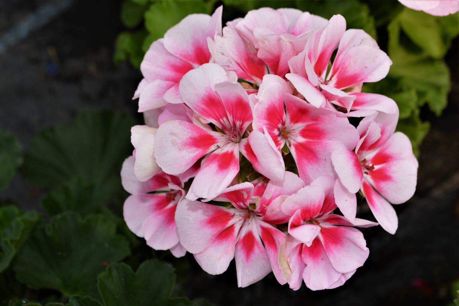 Nikon D5200 sample photo. Pink, red, blossom photography
