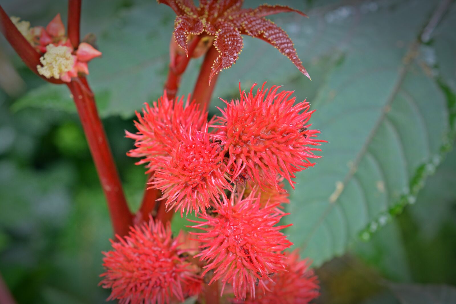 Nikon D5200 sample photo. Castor oil plant, plant photography