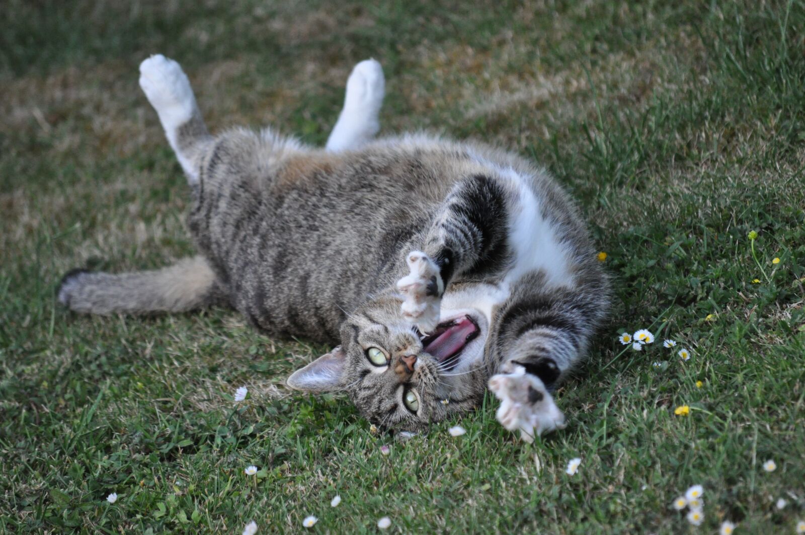 Nikon D5000 sample photo. Cat, pet, pose photography