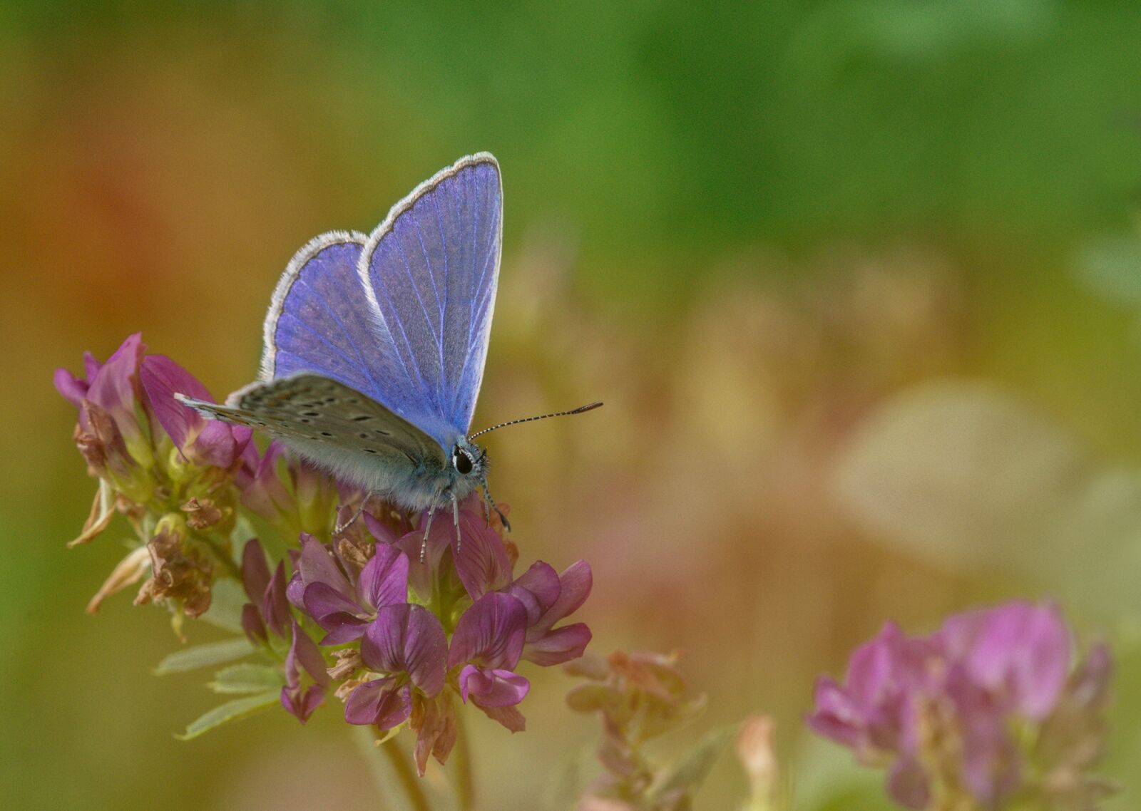 Sony SLT-A77 sample photo. Common blue, butterfly, butterflies photography