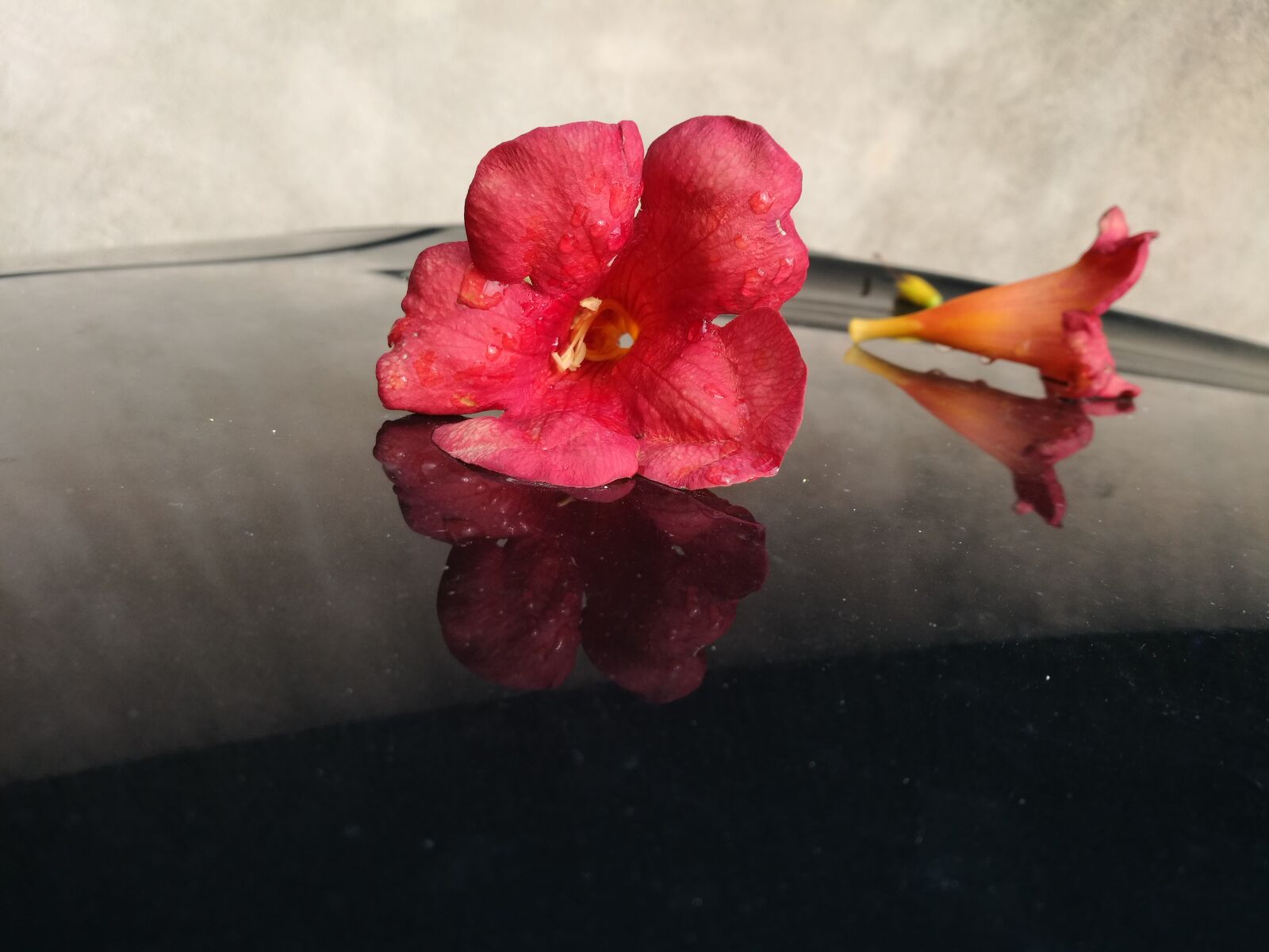 HUAWEI P9 sample photo. Beautiful, flowers photography