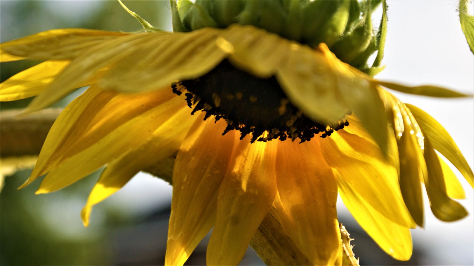 Sony Alpha DSLR-A350 sample photo. Sunflower, petals, colorful photography