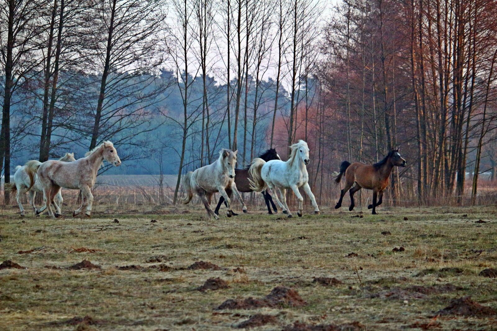 Canon EOS 100D (EOS Rebel SL1 / EOS Kiss X7) sample photo. Horse, flock, gallop photography
