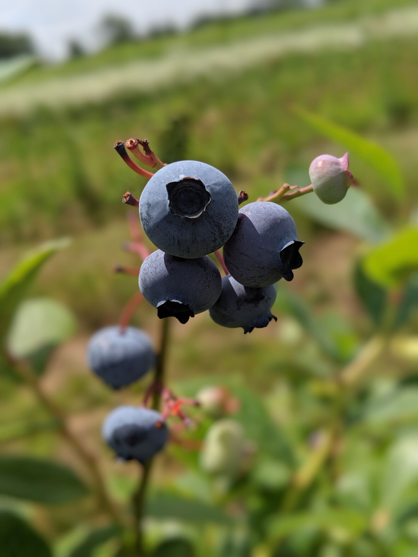 Google Pixel 3 sample photo. Blueberry, farm, fruit photography