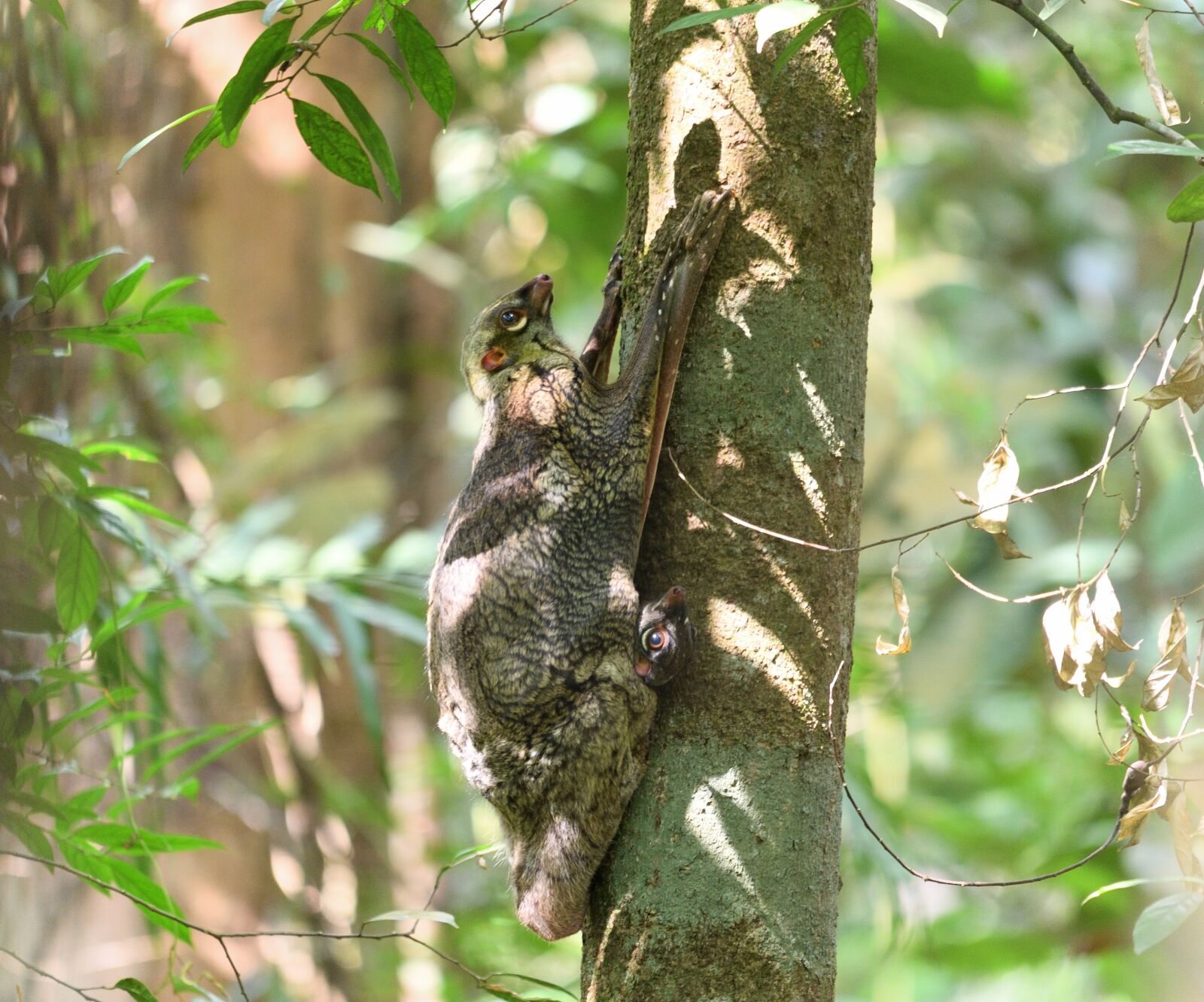 Nikon D700 sample photo. Colugo, mammal, nature photography
