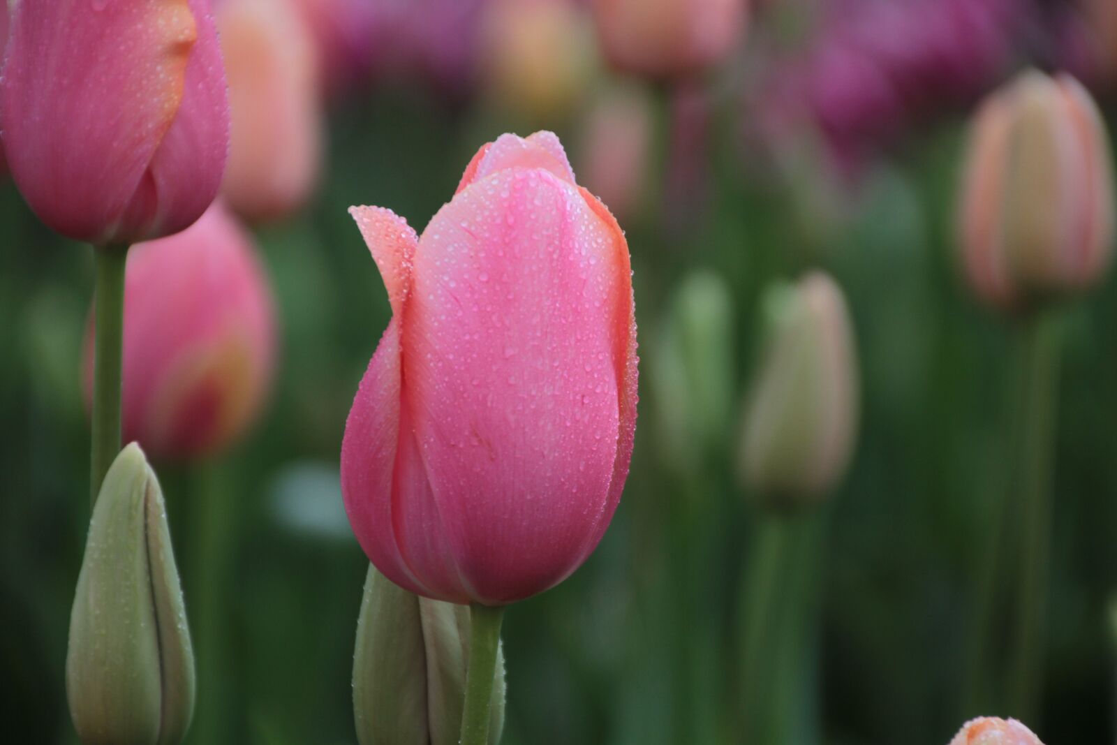 Canon EOS 7D sample photo. Tulip, flower, pink photography