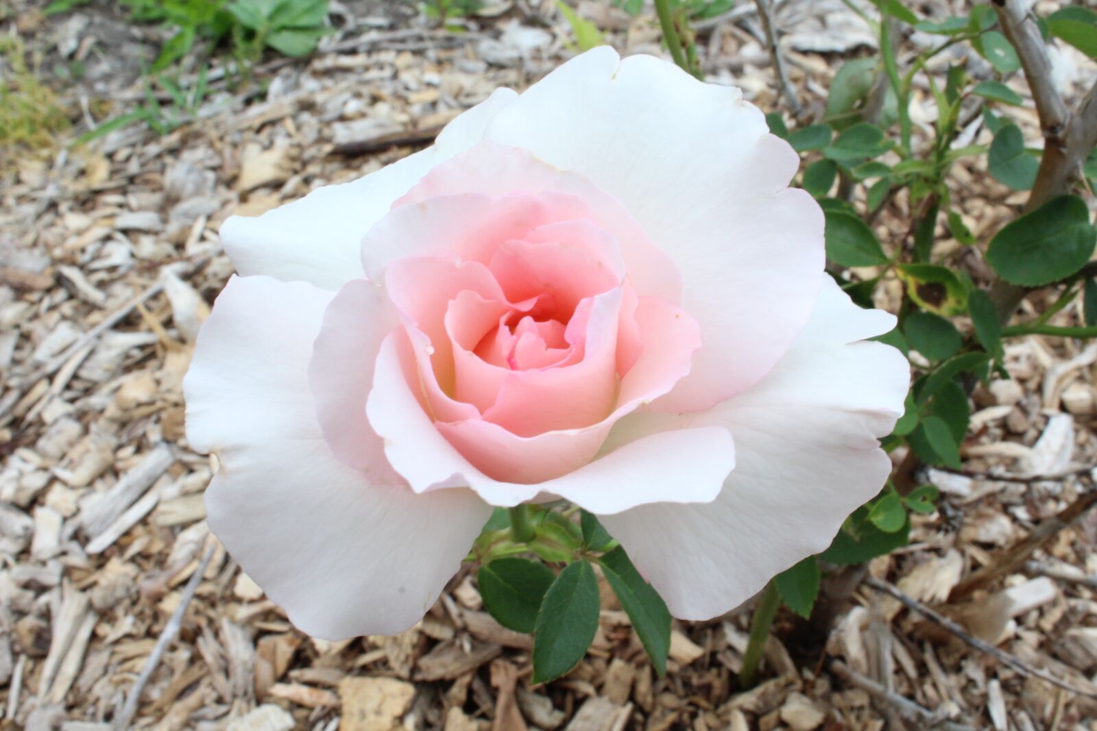 Canon EOS 1300D (EOS Rebel T6 / EOS Kiss X80) sample photo. Rose, white, pink photography