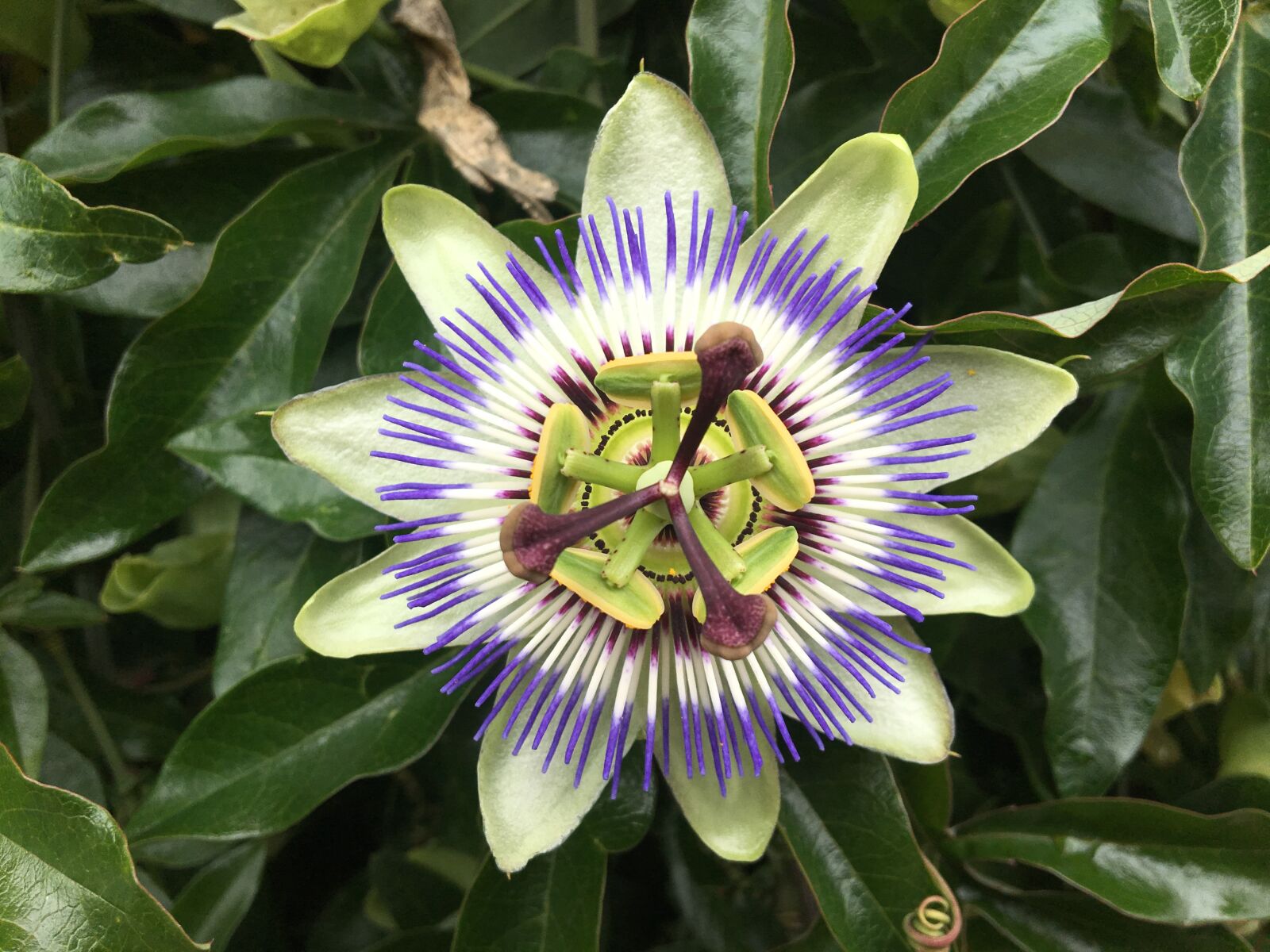 Apple iPhone 6s sample photo. Passion flower, blossom, bloom photography