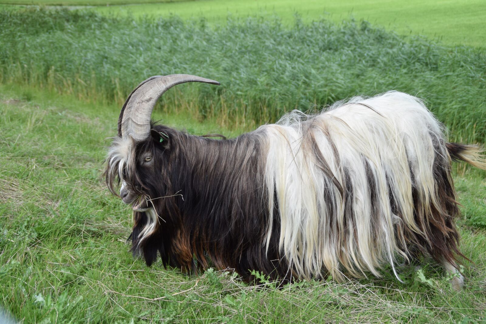 Nikon D3300 sample photo. Goat, goats, cattle photography