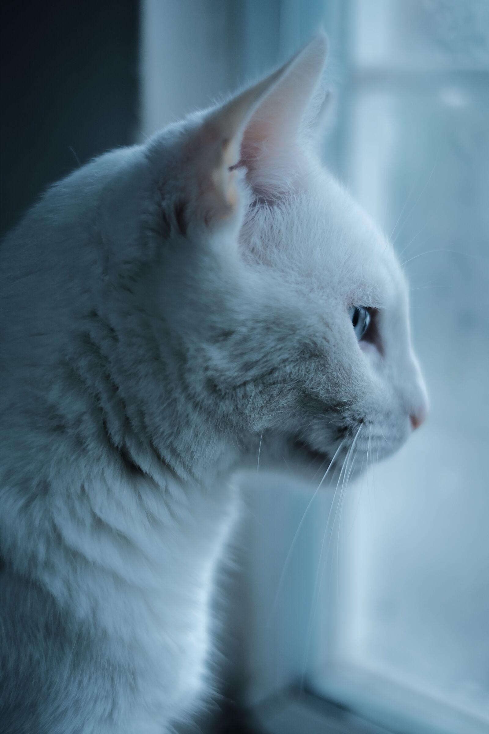 Fujifilm X-T30 sample photo. Cat, pet, white cat photography