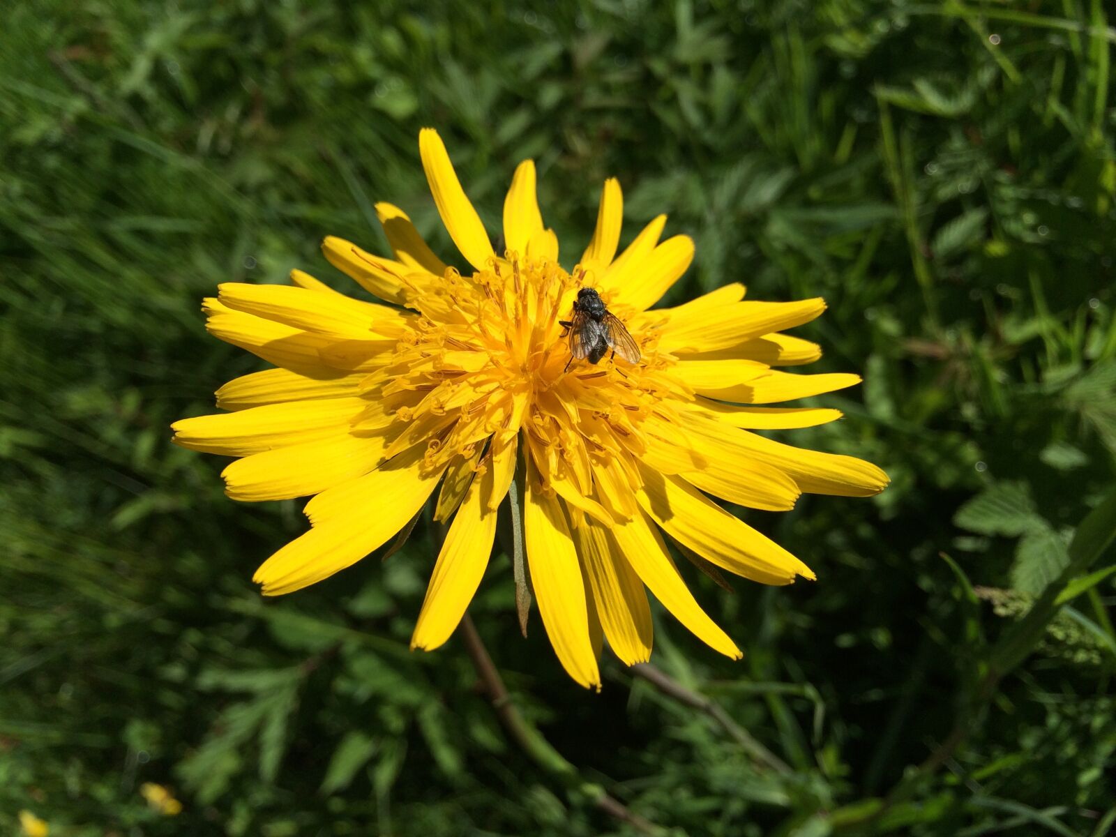 iPhone 5s back camera 4.15mm f/2.2 sample photo. Nature, plant, summer photography