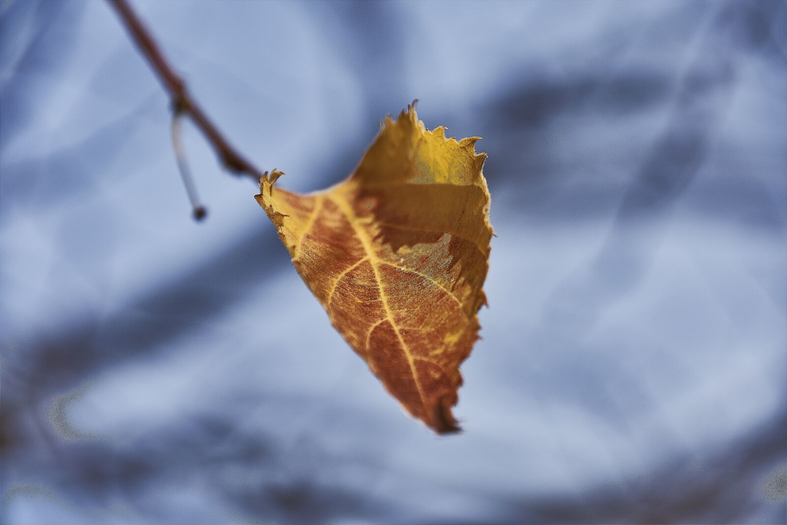 Nikon D7200 sample photo. Tree, leaves, autumn photography